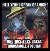 Image result for Salsa Cat Meme