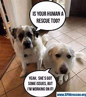 Image result for Rescue Pets Meme