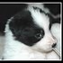 Image result for Border Collie Puppies