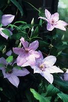 Image result for Clematis Hadley