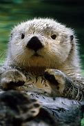 Image result for Sea Otter Zoo