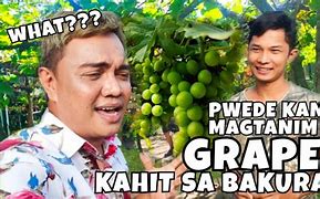 Image result for Grow Grapes