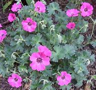 Geranium cinereum Sateene ® に対する画像結果