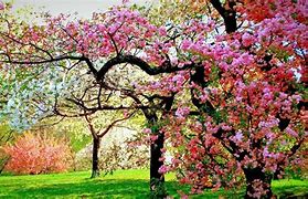 Image result for Lock Screen Wallpaper for Laptop Nature
