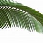 Image result for Palm Tree Leaves Clip Art Image