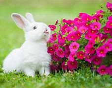 Image result for Cute Bunny Pictures for Phones