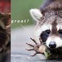 Image result for Rocket Guardians of the Galaxy Meme