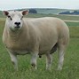 Image result for Texel and Suffolk Sheep