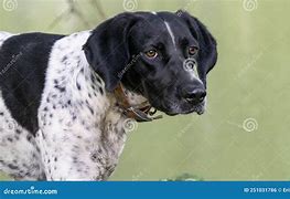 Image result for Black and White Hunting Dog Breeds