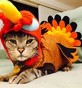 Image result for Happy Thanksgiving Images Fun Cats