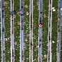 Image result for World's Largest Strawberry