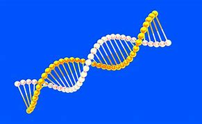 Image result for Gene and Genome