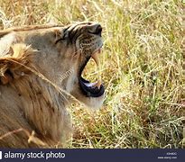 Image result for Side View of Roaring Lion