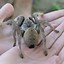 Image result for South African Baboon Spider