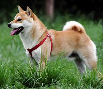 Image result for Shiba Inu Cat