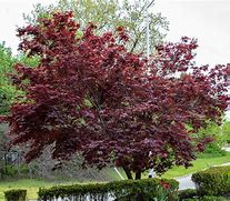 Image result for Blood Maple Tree