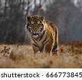 Image result for Siberian Tigers Attacking Animals