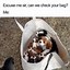 Image result for Cute Dog Funny Animal Memes