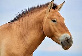 Image result for Ancient American Horse