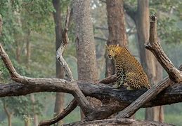 Image result for Natural Animals