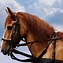 Image result for Reincarnate Race Horse