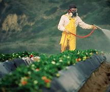Image result for Soil Pesticide