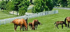 Image result for Spend Thrift Horse Farm Lexington KY
