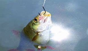 Image result for Fish Shaped into a Hook