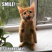 Image result for Orange Cat Smiling Meme