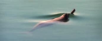 Image result for Mirzapur Dolphin Centre