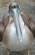 Image result for Juvenile Brown Pelican