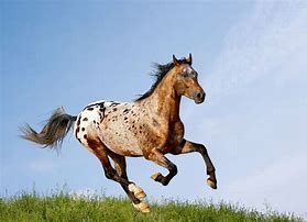 Image result for Appaloosa Horse