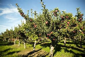 Image result for Red Delicious Apple Tree Spacing