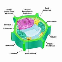 Image result for Plant Cell Apple Cover