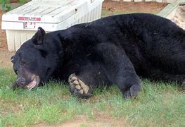 Image result for Largest Biggest Bear Ever