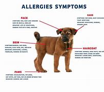 Image result for Dog Allergy