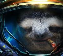 Image result for Sloth Desktop Backgrounds 4K