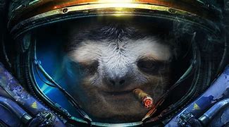 Image result for Sloth PC Wallpaper