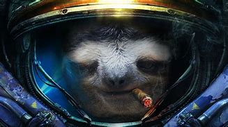 Image result for Dual Monitor Sloth Wallpaper