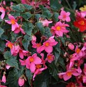 Begonia multiflora La Madelon に対する画像結果