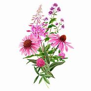Image result for Pink Wildflowers and Stem