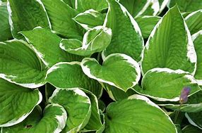 Image result for Hosta Doozy