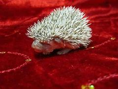 Image result for Real Baby Hedgehogs