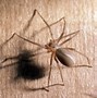 Image result for Large Ohio Spiders