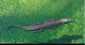 Image result for Difference Between Alligator and Crocodile Joke