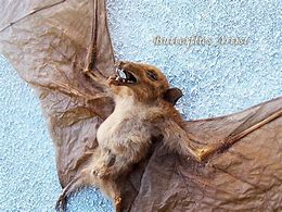 Image result for Australian Wolf Bat