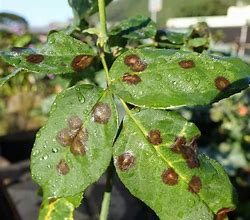 Image result for Fungus On Leaves