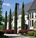 Image result for Italian Cypress Trees