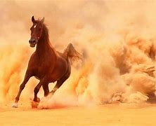 Image result for Arabian Horse Wallpaper for Computer
