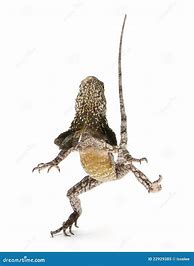 Image result for Australian Frilled Neck Lizard